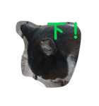 ねこ・ねこ・にゃんとも①（個別スタンプ：13）