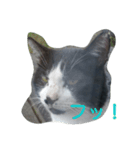 ねこ・ねこ・にゃんとも①（個別スタンプ：14）