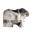 ここ猫関西弁②（個別スタンプ：1）