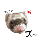 I LOVE FERRET 7 フェレット（個別スタンプ：5）