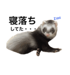 I LOVE FERRET 7 フェレット（個別スタンプ：6）