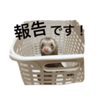 I LOVE FERRET 7 フェレット（個別スタンプ：10）