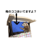 I LOVE FERRET 7 フェレット（個別スタンプ：15）