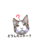 猫のリヴァイ（個別スタンプ：1）