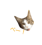 猫のリヴァイ（個別スタンプ：2）