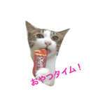 猫のリヴァイ（個別スタンプ：3）