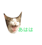 猫のリヴァイ（個別スタンプ：4）