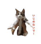 猫のリヴァイ（個別スタンプ：5）