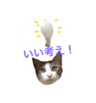 猫のリヴァイ（個別スタンプ：6）