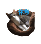 猫のリヴァイ（個別スタンプ：7）