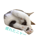 猫のリヴァイ（個別スタンプ：8）