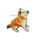 Larger Shiba Inu（個別スタンプ：2）