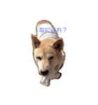 Larger Shiba Inu（個別スタンプ：6）