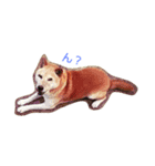 Larger Shiba Inu（個別スタンプ：7）