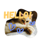 ふわ猫くんはラグドール（個別スタンプ：1）