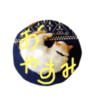 ふわ猫くんはラグドール（個別スタンプ：2）