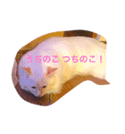 ふわ猫くんはラグドール（個別スタンプ：3）