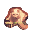 ふわ猫くんはラグドール（個別スタンプ：4）
