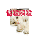 ふわ猫くんはラグドール（個別スタンプ：5）