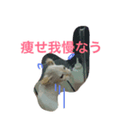 ふわ猫くんはラグドール（個別スタンプ：6）