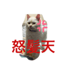 ふわ猫くんはラグドール（個別スタンプ：7）