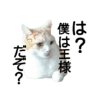 かよわいねこ（個別スタンプ：1）