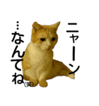 かよわいねこ（個別スタンプ：3）