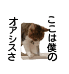 かよわいねこ（個別スタンプ：4）