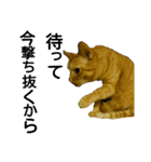 かよわいねこ（個別スタンプ：5）