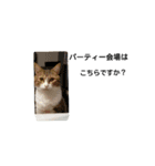 かよわいねこ（個別スタンプ：9）