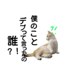 かよわいねこ（個別スタンプ：14）