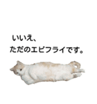 かよわいねこ（個別スタンプ：17）
