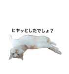 かよわいねこ（個別スタンプ：22）