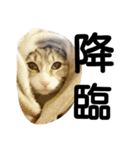 かよわいねこ（個別スタンプ：23）