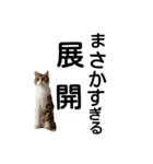 かよわいねこ（個別スタンプ：24）