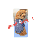 the toy poodle  MELON  feeling（個別スタンプ：1）