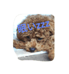 the toy poodle  MELON  feeling（個別スタンプ：3）