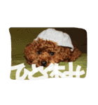 the toy poodle  MELON  feeling（個別スタンプ：4）