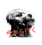 the toy poodle  MELON  feeling（個別スタンプ：6）