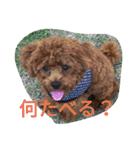 the toy poodle  MELON  feeling（個別スタンプ：7）