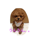 the toy poodle  MELON  feeling（個別スタンプ：12）