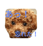 the toy poodle  MELON  feeling（個別スタンプ：13）