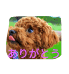 the toy poodle  MELON  feeling（個別スタンプ：14）