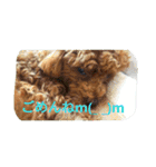 the toy poodle  MELON  feeling（個別スタンプ：15）