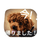 the toy poodle  MELON  feeling（個別スタンプ：16）