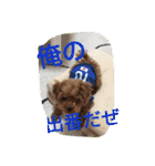 the toy poodle  MELON  feeling（個別スタンプ：19）