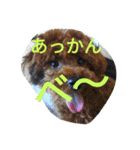 the toy poodle  MELON  feeling（個別スタンプ：20）