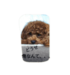 the toy poodle  MELON  feeling（個別スタンプ：21）