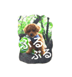 the toy poodle  MELON  feeling（個別スタンプ：22）