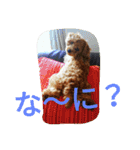 the toy poodle  MELON  feeling（個別スタンプ：23）